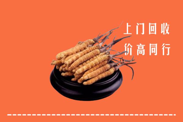 吉林市蛟河市回收冬虫夏草